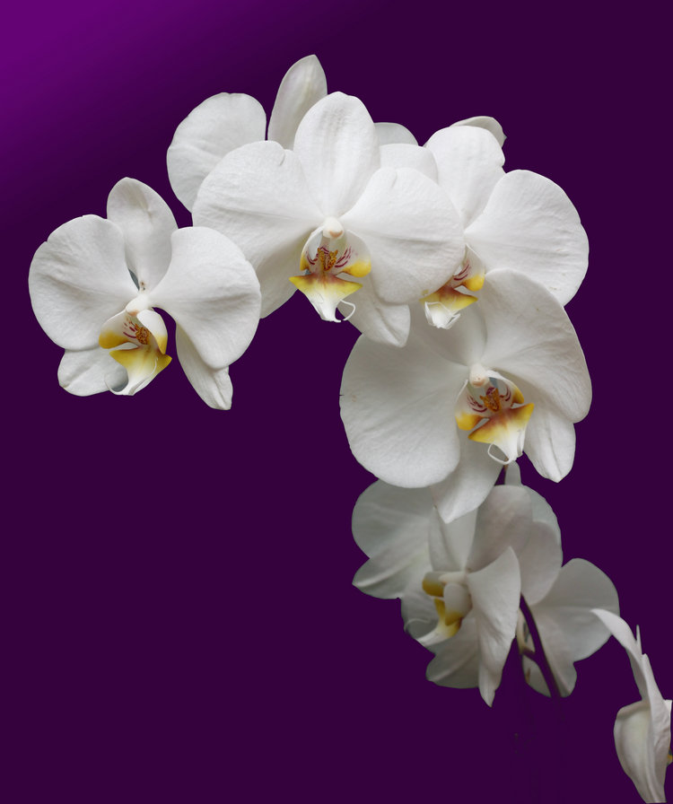 орхидея - цветок, цветы, природа, орхидея - оригинал