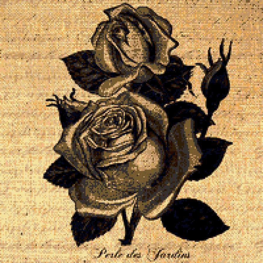 Монохром - цветок, цветы, роза, монохром, розы - предпросмотр