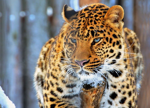 №258574 - оригинал