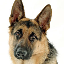 Схема вышивки «собака»