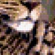 Предпросмотр схемы вышивки «леопард» (№259110)