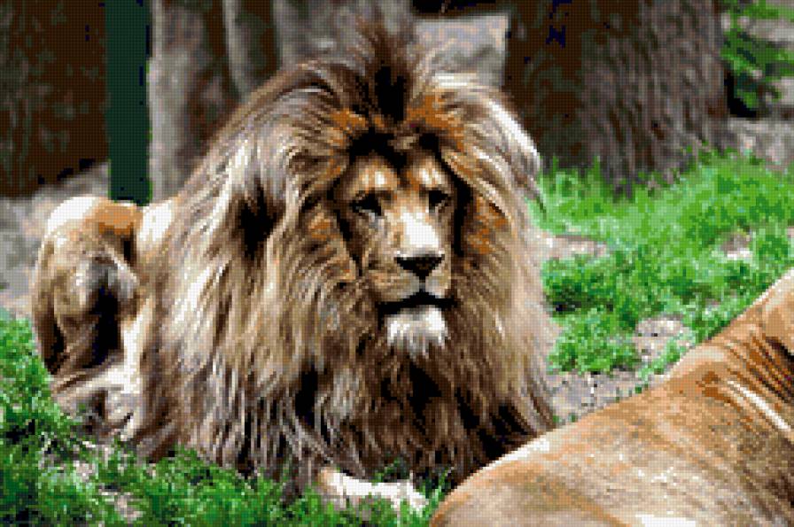 лева - животные - предпросмотр