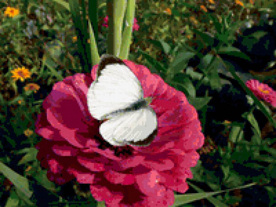 №259254 - цветы - предпросмотр