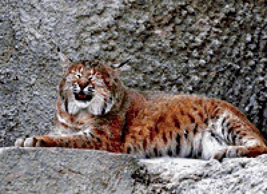 №259258 - кошачьи - предпросмотр