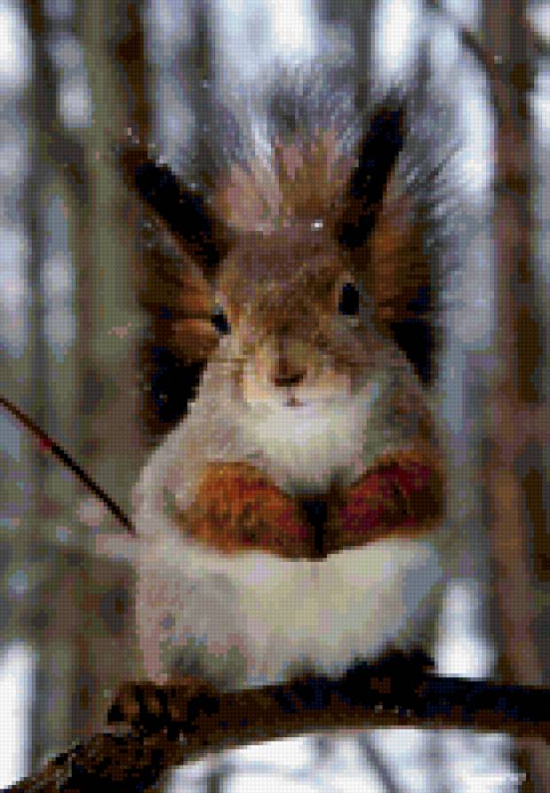 белка в печали орехов не дали - природа - предпросмотр