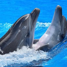 Дельфинья Любовь