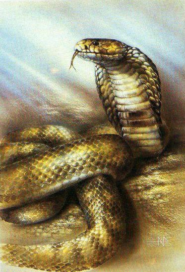 кобра - оригинал