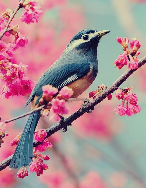Птичка - цветы, птица, сакура, весна - оригинал