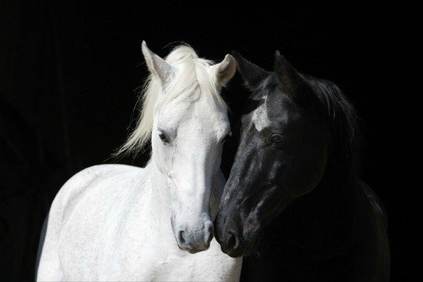 НЕжность - оригинал