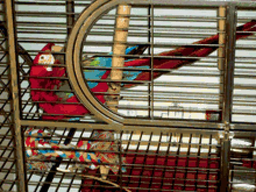 попугай - предпросмотр