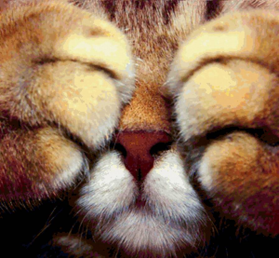 Кот - предпросмотр