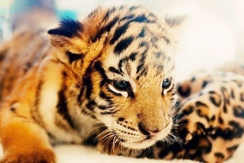 тигр - тигр животные - оригинал