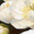 Предпросмотр схемы вышивки «Белые пионы» (№260452)
