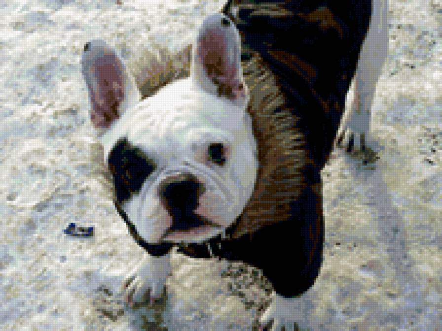 бакуля - предпросмотр