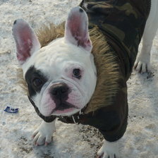 Схема вышивки «бакуля»