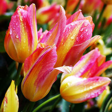 Схема вышивки «тюльпаны»