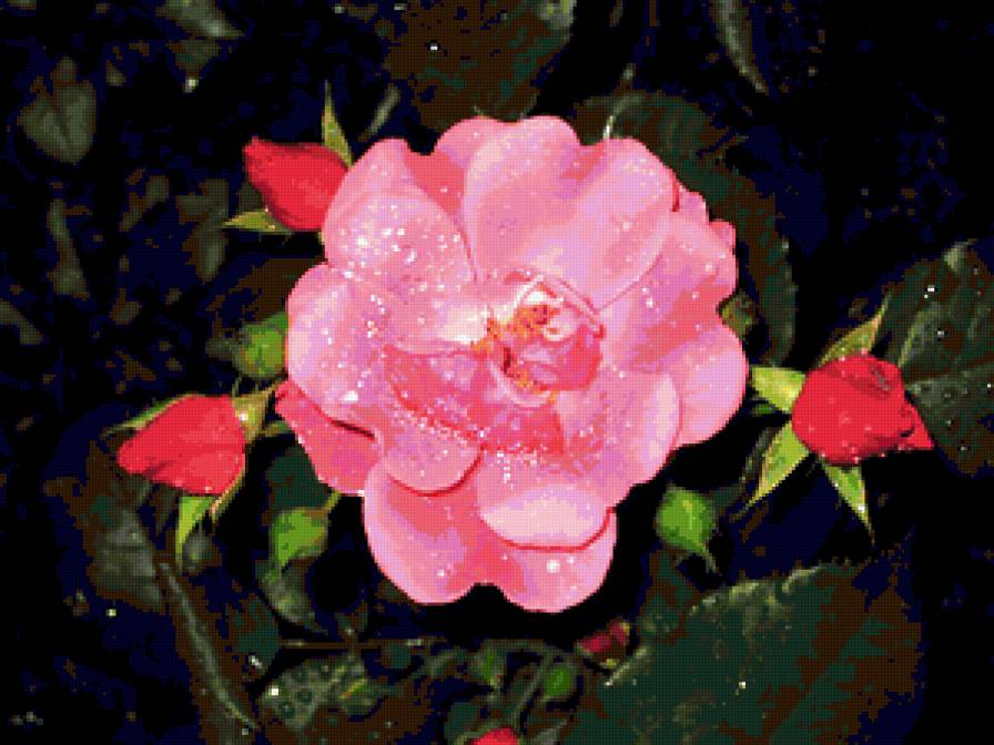 собственное фото розы - розы цветы - предпросмотр