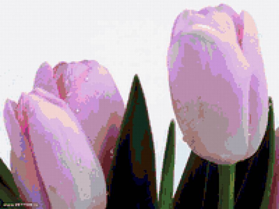 тюльпаны - цветы, розовое, тюльпаны - предпросмотр