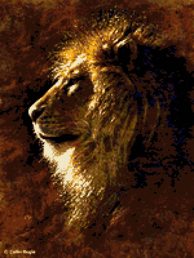 лев - животные, дикие кошки, лев - предпросмотр