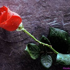 Роза на камне