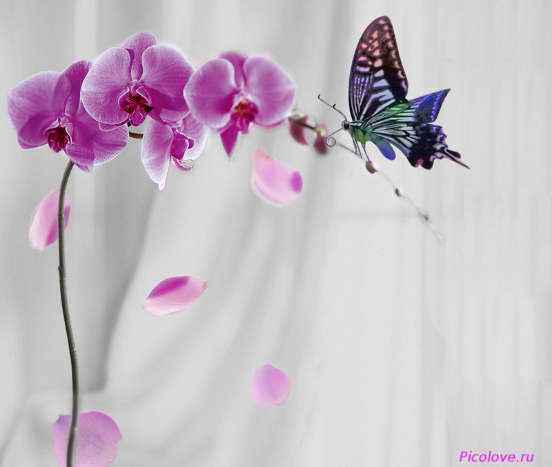 Орхидея и бабочка - орхидея, цветы - оригинал