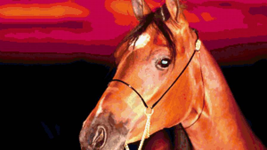 конь - предпросмотр