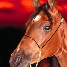 Схема вышивки «конь»