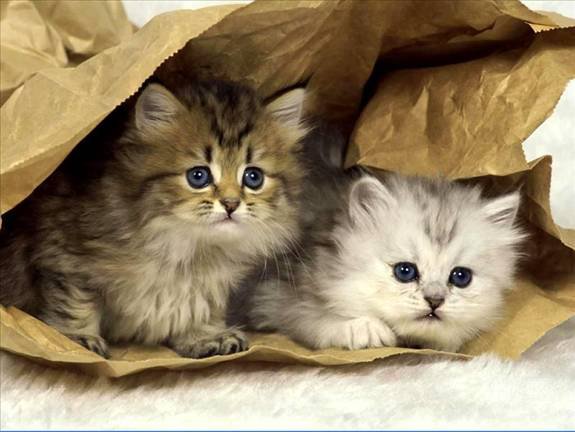 котята - котята - оригинал