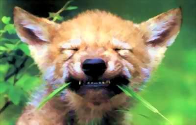 хитрый лис - животные - оригинал