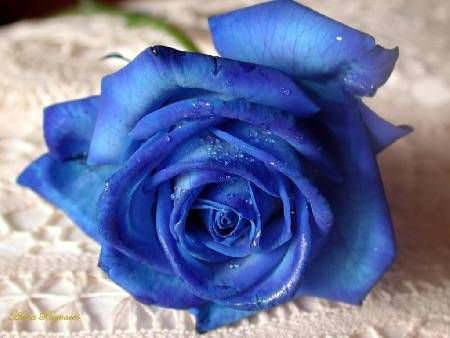 синяя роза - цветы - оригинал