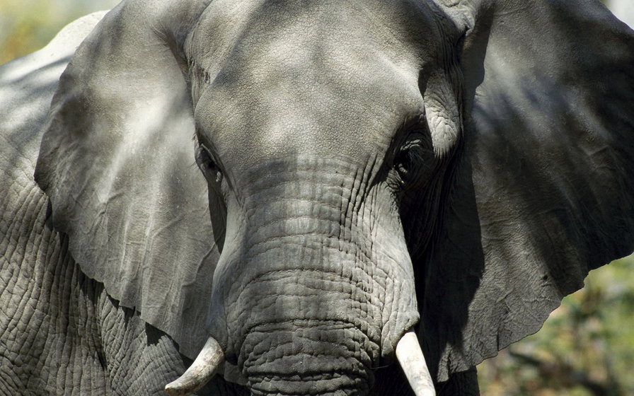 Слон - слон, животные - оригинал