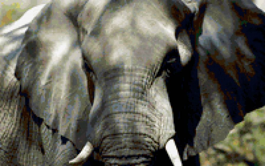 Слон - слон, животные - предпросмотр