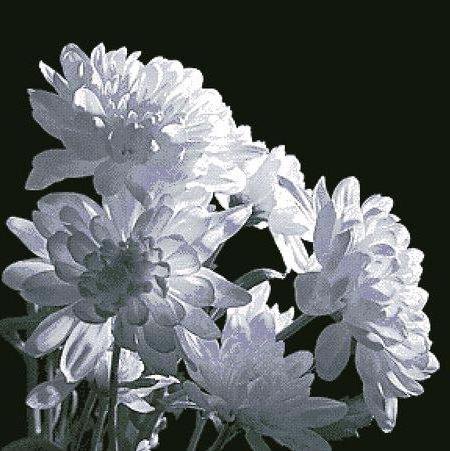 цветы - оригинал