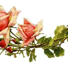 Оригинал схемы вышивки «веточка розы» (№263107)