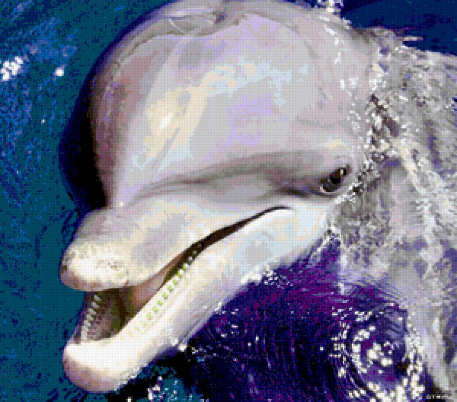 Кая я Вам - море, красавчик, дельфины, волны - предпросмотр