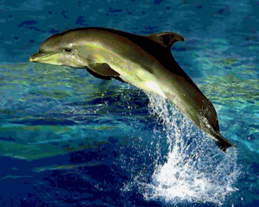 Красавчик - море, синево, дельфины, волны - предпросмотр