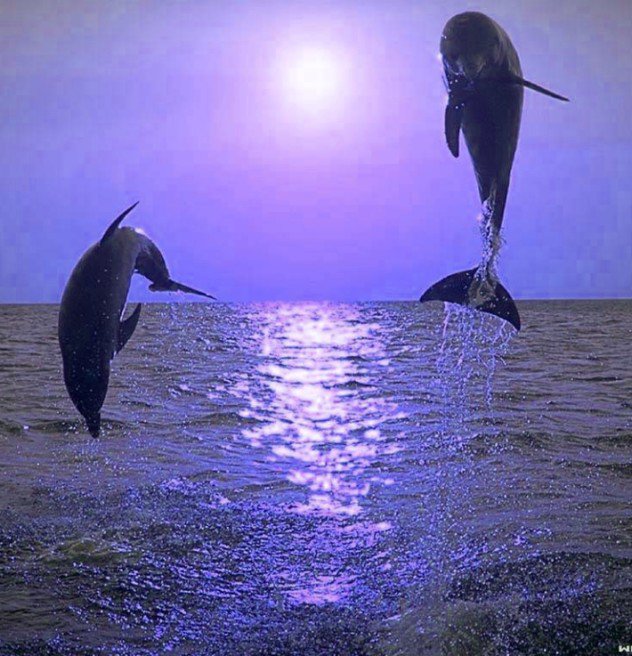 Наперегонки - небо, картина, дельфины, закат, морской пейзаж, море, волны - оригинал