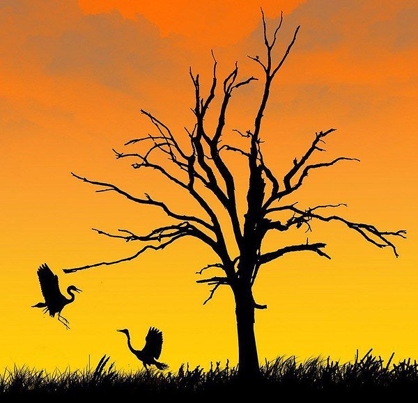 птицы - пустыня, птицы - оригинал