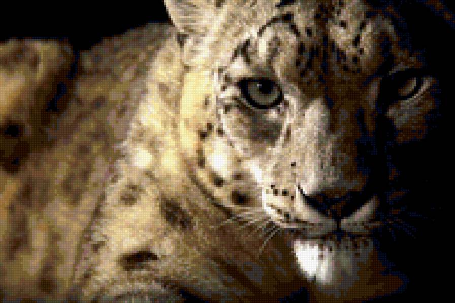 тигр - тигр - предпросмотр