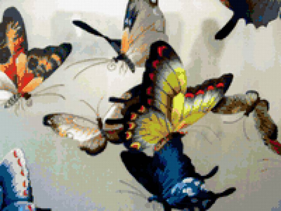 Бабочки - предпросмотр