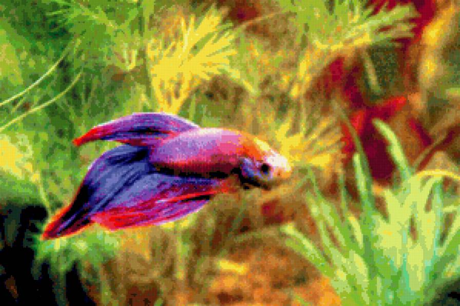 Рыбка - подводный мир - предпросмотр