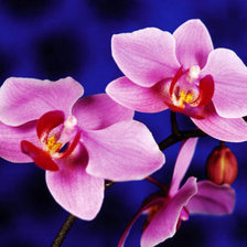 Схема вышивки «Орхидея»