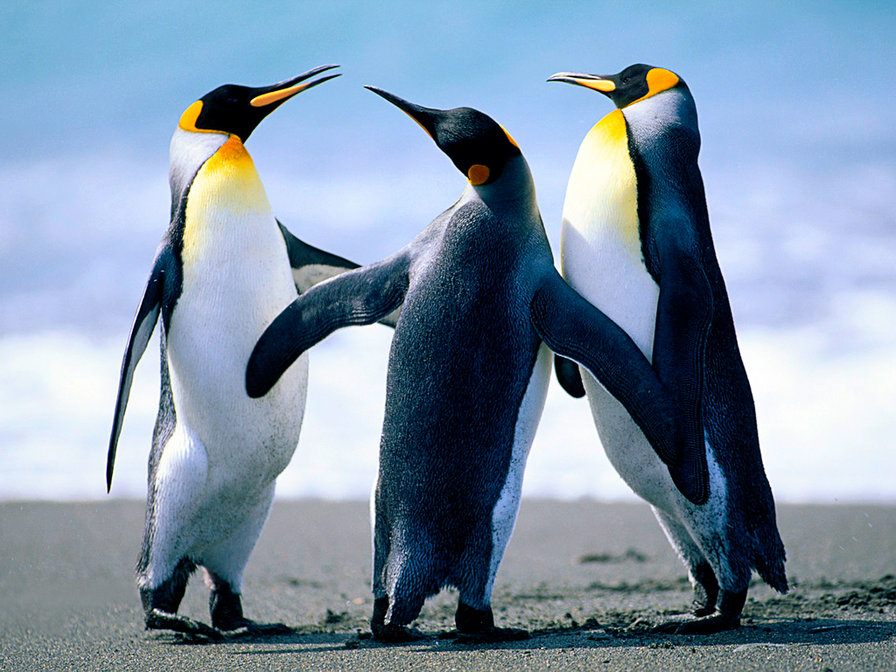 Пингвины - лед, природа, пингвины, айсберг, зима, птицы - оригинал