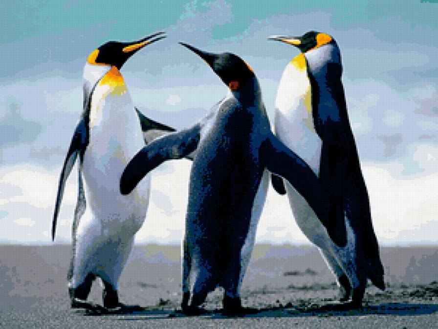 Пингвины - природа, айсберг, птицы, лед, зима, пингвины - предпросмотр