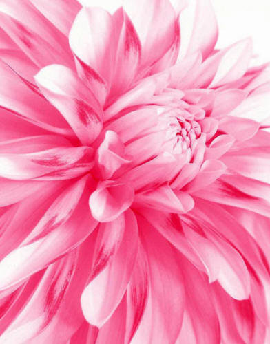 Розовые лепестки - цветы - оригинал