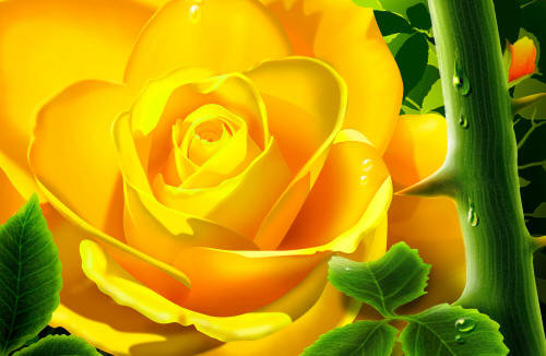 желтая роза - цветы - оригинал