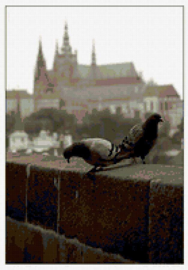 голуби - черно-белая картинка, прага, голуби - предпросмотр