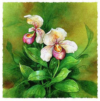 ОРХИДЕИ - оригинал