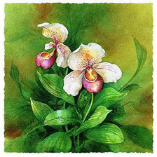 Схема вышивки «ОРХИДЕИ»