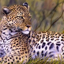 Схема вышивки «большая кошка»